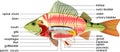 Internal anatomy of fish. Educational material with structure of perch Perca fluviatilis for biology lesson